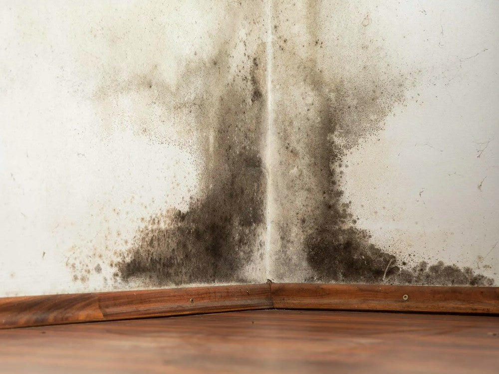 Black Mold And How To Get Rid Of It