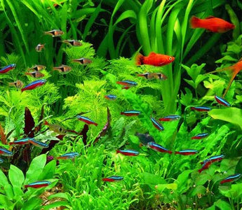 AQUARIUM TIPS: DO NOT COOK YOUR FISH! - INKBIRD