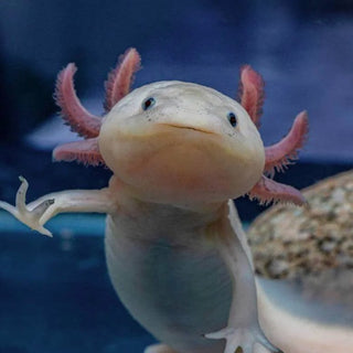 Axolotl Care Guide
