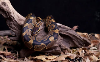 Ball Python Enclosure Ideas: Size, Humidity, Temp, and More