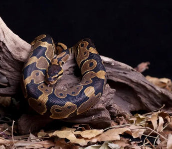 Ball Python Enclosure Ideas: Size, Humidity, Temp, and More