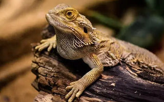 Bearded Dragon Care Guide - Enclosure, Diet, and Everything You Need to Know - INKBIRD