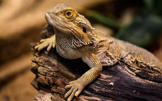 Bearded Dragon Care Guide