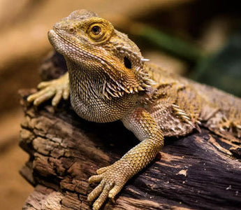 Bearded Dragon Care Guide