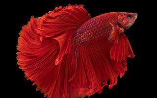 All About Betta Fish