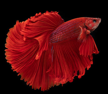 All About Betta Fish