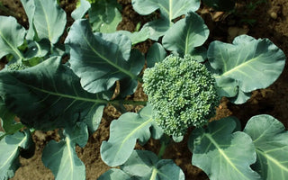 Broccoli Growing Guide: How to Grow Broccoli at Home? - INKBIRD