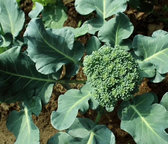 Broccoli Growing Guide How To Grow Broccoli At Home INKBIRD Broccoli Growing Guide How To Grow Broccoli At Home 255541 640x550 Crop Center