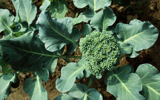 How to Grow Broccoli at Home