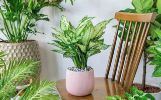 Chinese Evergreen Care Guide: How to Grow, Propagate, and More - INKBIRD