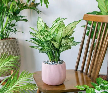 Chinese Evergreen Care Guide: How to Grow, Propagate, and More - INKBIRD