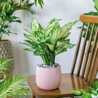 Chinese Evergreen Care Guide: How to Grow, Propagate, and More - INKBIRD