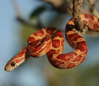 Corn Snake Care Guide: Lifespan, Enclosure, Feeding, and More - INKBIRD
