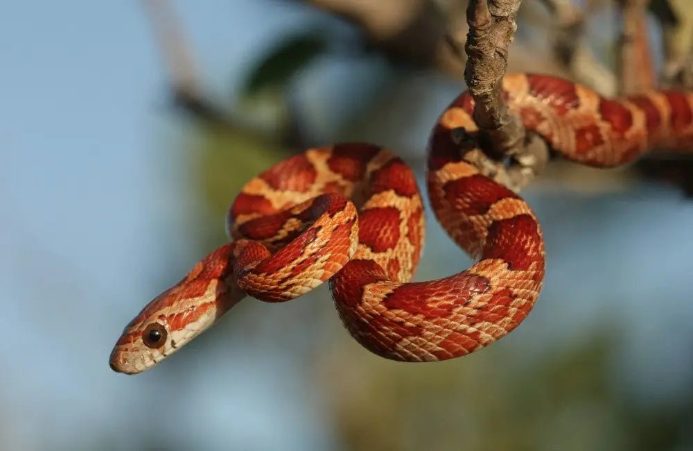 Corn Snake Care Guide: Lifespan, Enclosure, Feeding, and More – INKBIRD