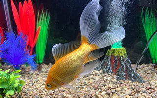Goldfish Care Guide