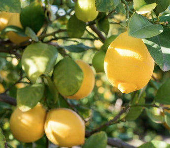 Grow Lemon Trees from Seed