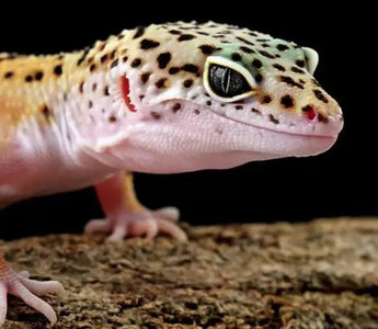 How Long Do Leopard Geckos Live? Tips to Extend Leopard Gecko Lifespan - INKBIRD