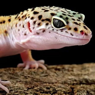 How Long Do Leopard Geckos Live? Tips to Extend Leopard Gecko Lifespan - INKBIRD