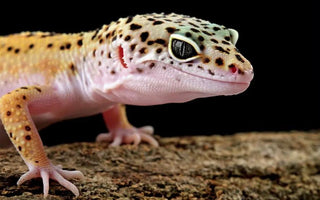 Leopard Gecko Lifespan