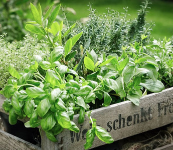 How to Grow Herbs Indoors Outdoors