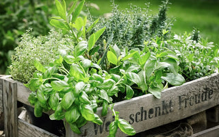 How to Grow Herbs Indoors Outdoors