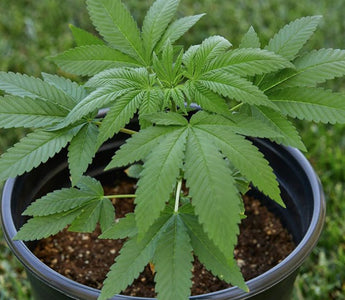 How to Grow Weed