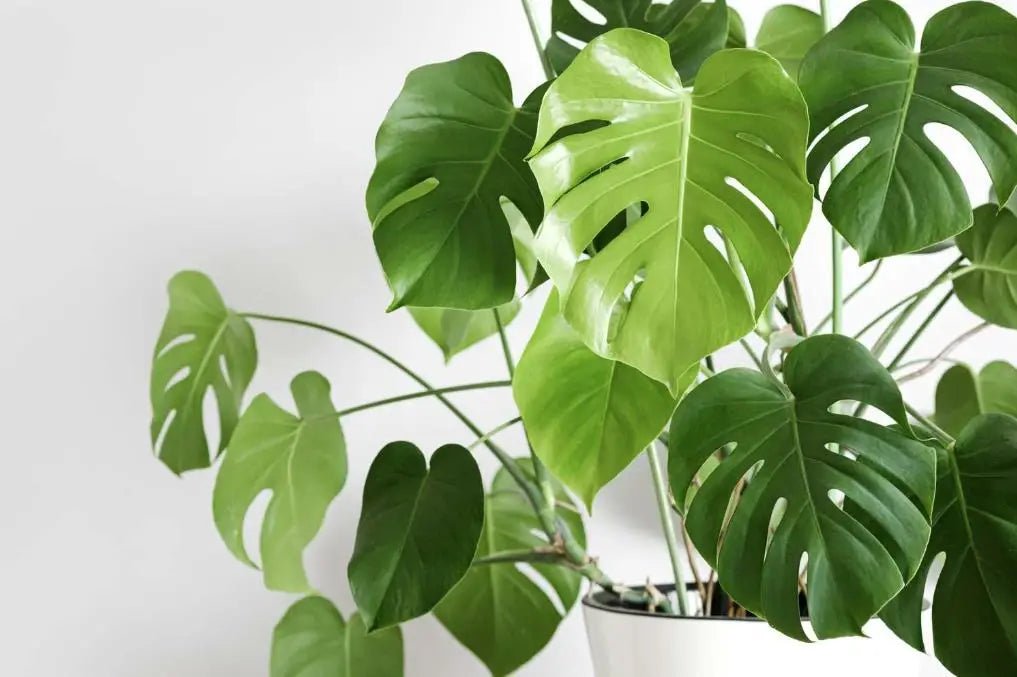 Indoor Monstera Deliciosa Care Guide for Beginners – INKBIRD