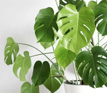Indoor Monstera Deliciosa Care Guide for Beginners - INKBIRD