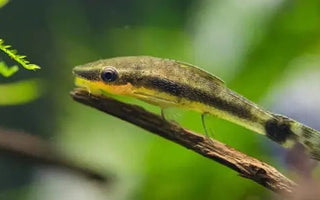 INTERVIEW: DOS AND DON’TS FOR AQUARIUM IN WINTER - INKBIRD