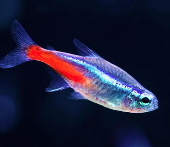 Neon tetra care hotsell