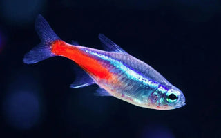 Neon Tetra Fish Care Guide: From Tank to Diet - INKBIRD