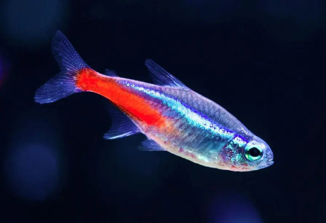 View of Neon Tetra: Care, Disease, Breeding, Albino & Gold Types