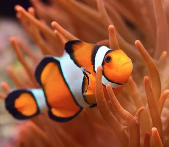 Ocellaris Clownfish Care Guide & Information - INKBIRD