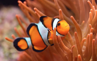 Ocellaris Clownfish Care Guide