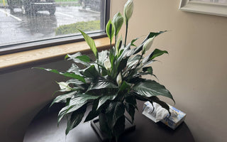 Peace Lily Care Guide