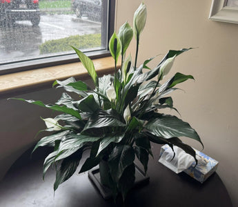 Peace Lily Care Guide