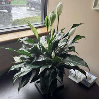 Peace Lily Care Guide
