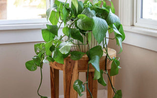 Pothos Plant Care