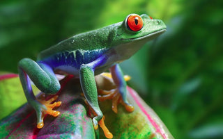 Red-Eyed Tree Frog Care Guide
