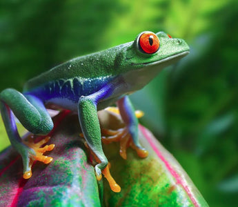 Red-Eyed Tree Frog Care Guide