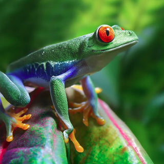 Red-Eyed Tree Frog Care Guide