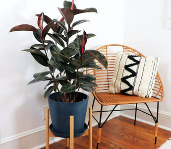 Rubber Plant Care Guide