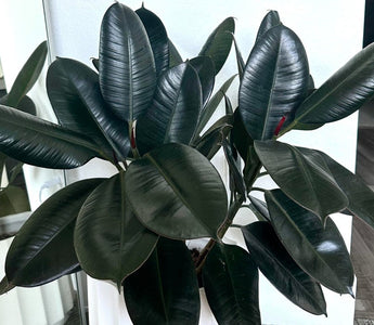 Rubber Plant Care Guide: How to Grow a Rubber Tree Indoors?