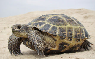Russian Tortoise Care Sheet