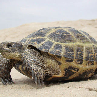 Russian Tortoise Care Sheet