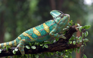 Veiled Chameleon Care Guide