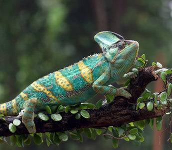 Veiled Chameleon Care Guide