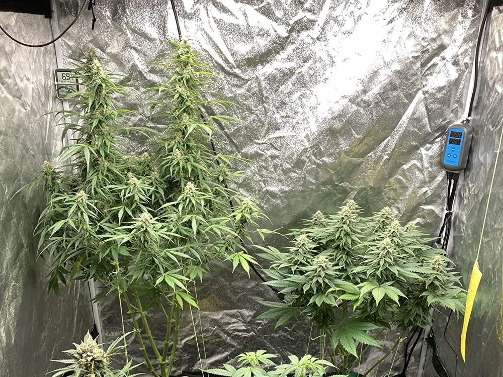 IHC-200 for Greenhouse