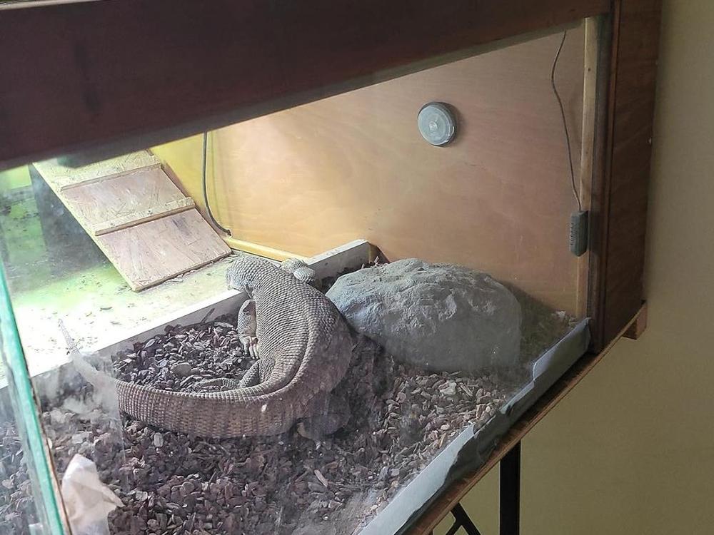 IHC-200 Sensor in Reptile Enclosure